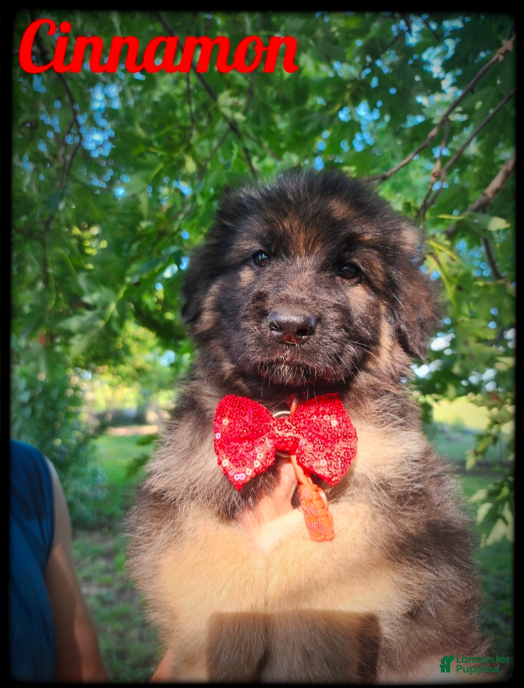 German Shepherd dogs for sale: Cinnamon - Ad 1
