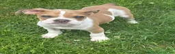Olde English Bulldogge dogs for sale: Puppy 1 - Ad 2