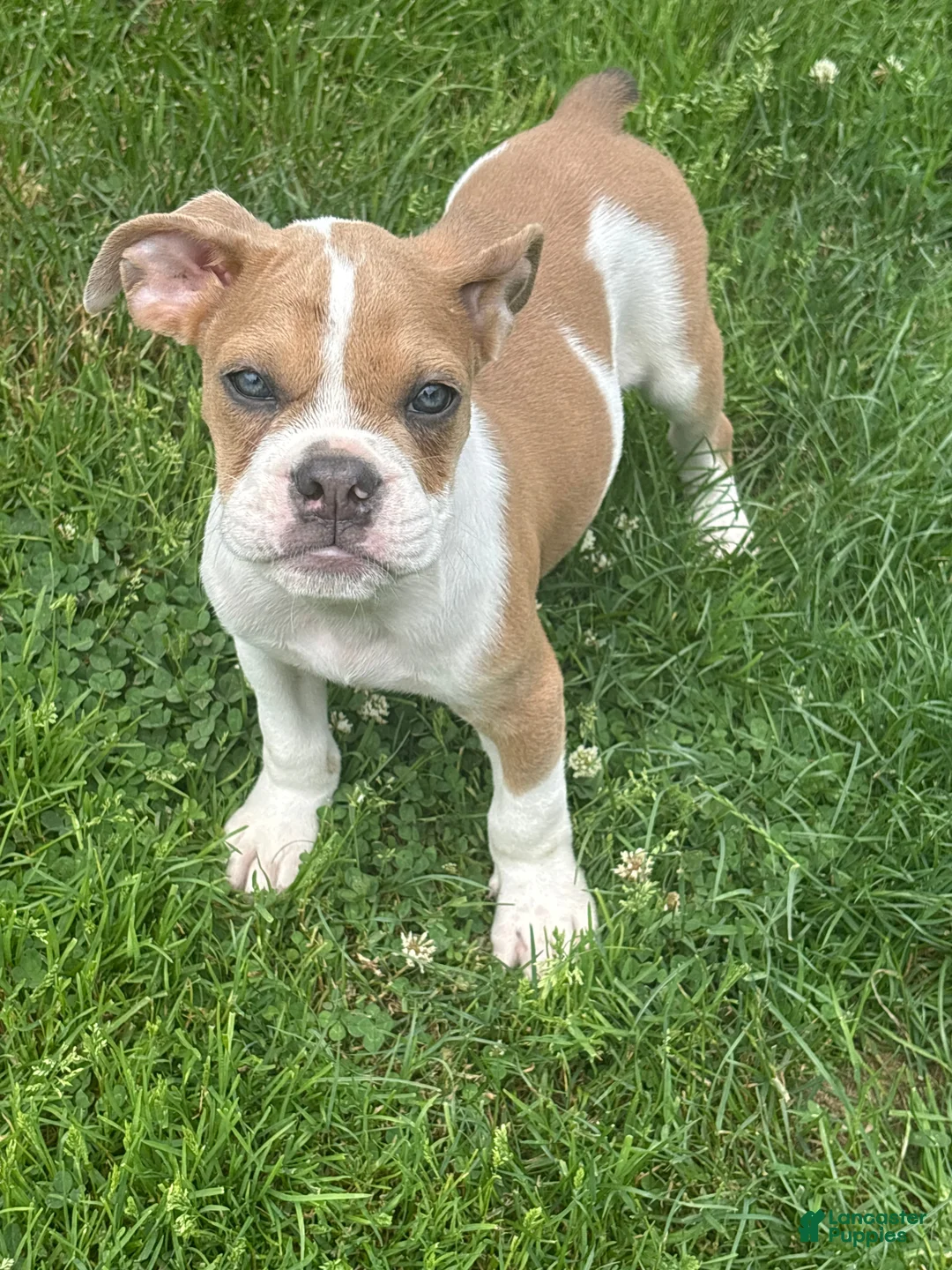 Olde English Bulldogge dogs for sale: Puppy 1 - Ad 2