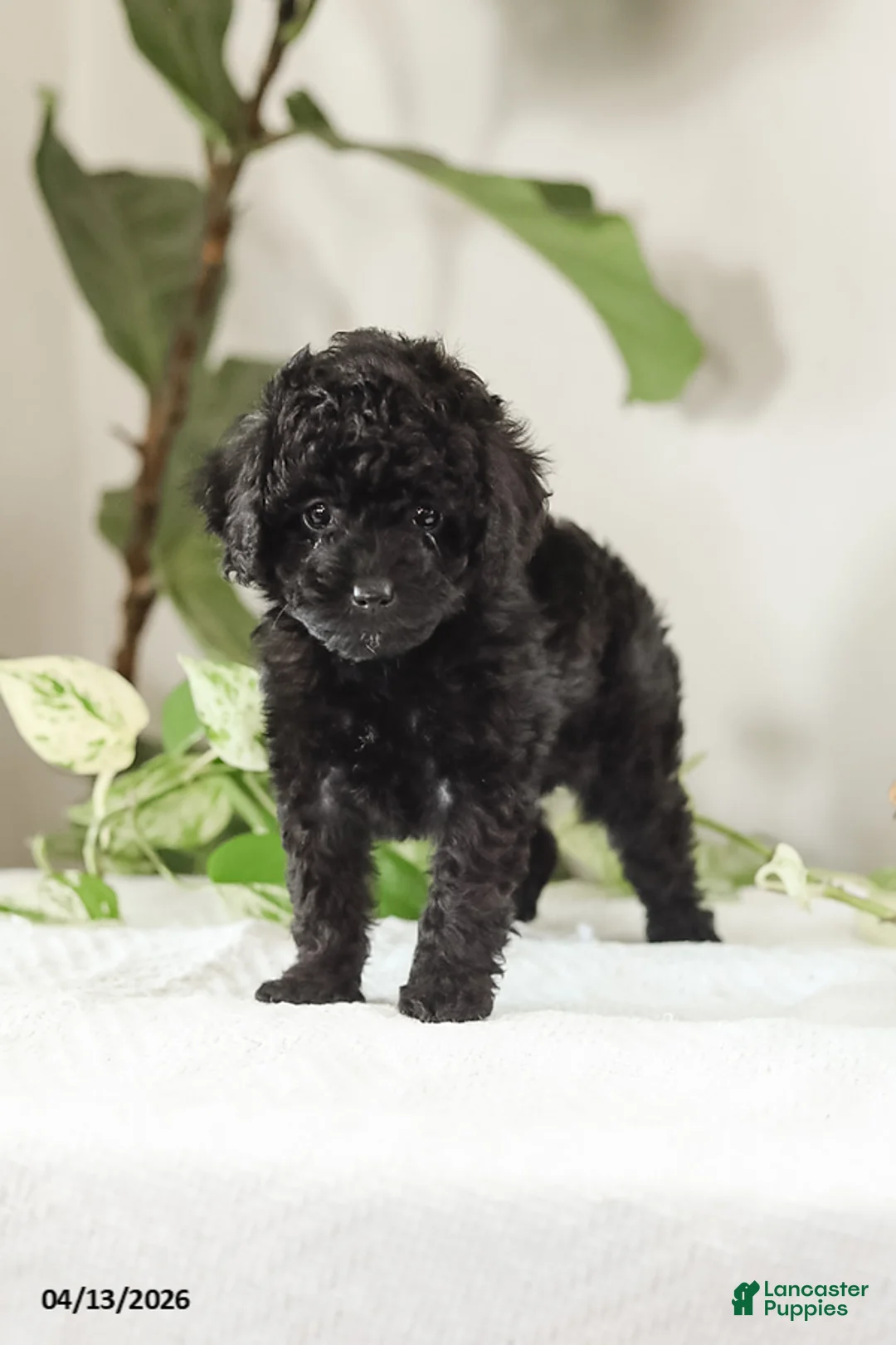 Miniature Poodle dogs for sale: Micki - Ad 2