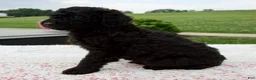 Aussiedoodle dogs for sale: Ace - Ad 3