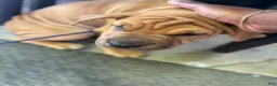 Mixed Breed dogs for sale: Rusty - Ad 4