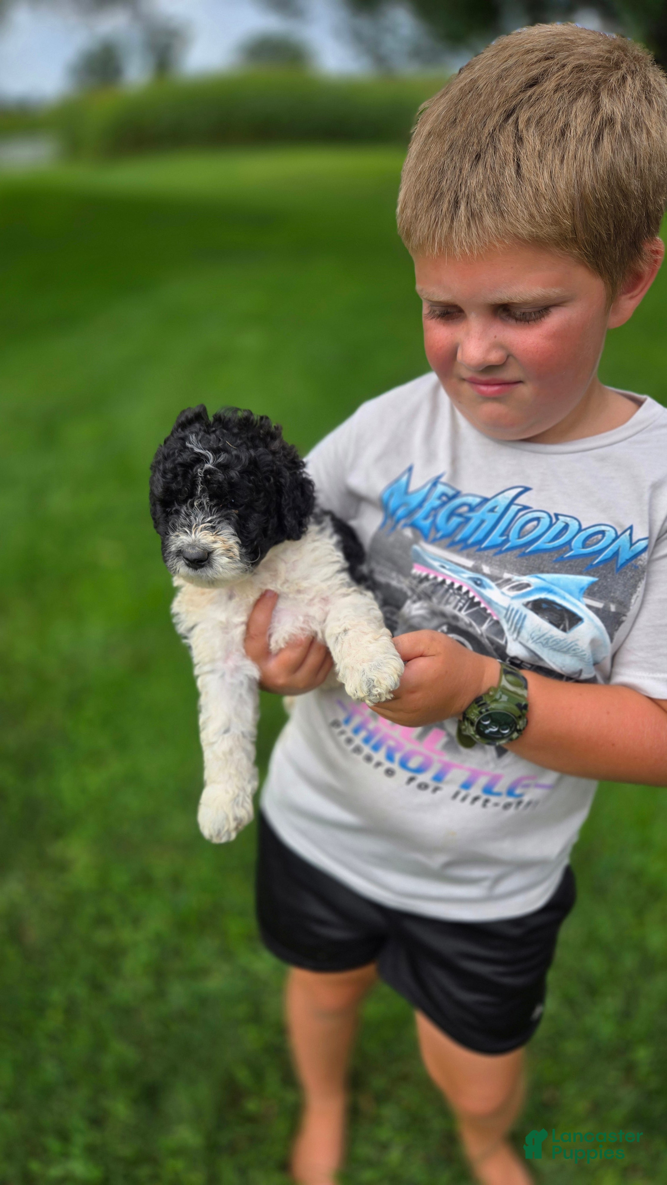 Portuguese Water Dog dogs Sampson - Ad 2