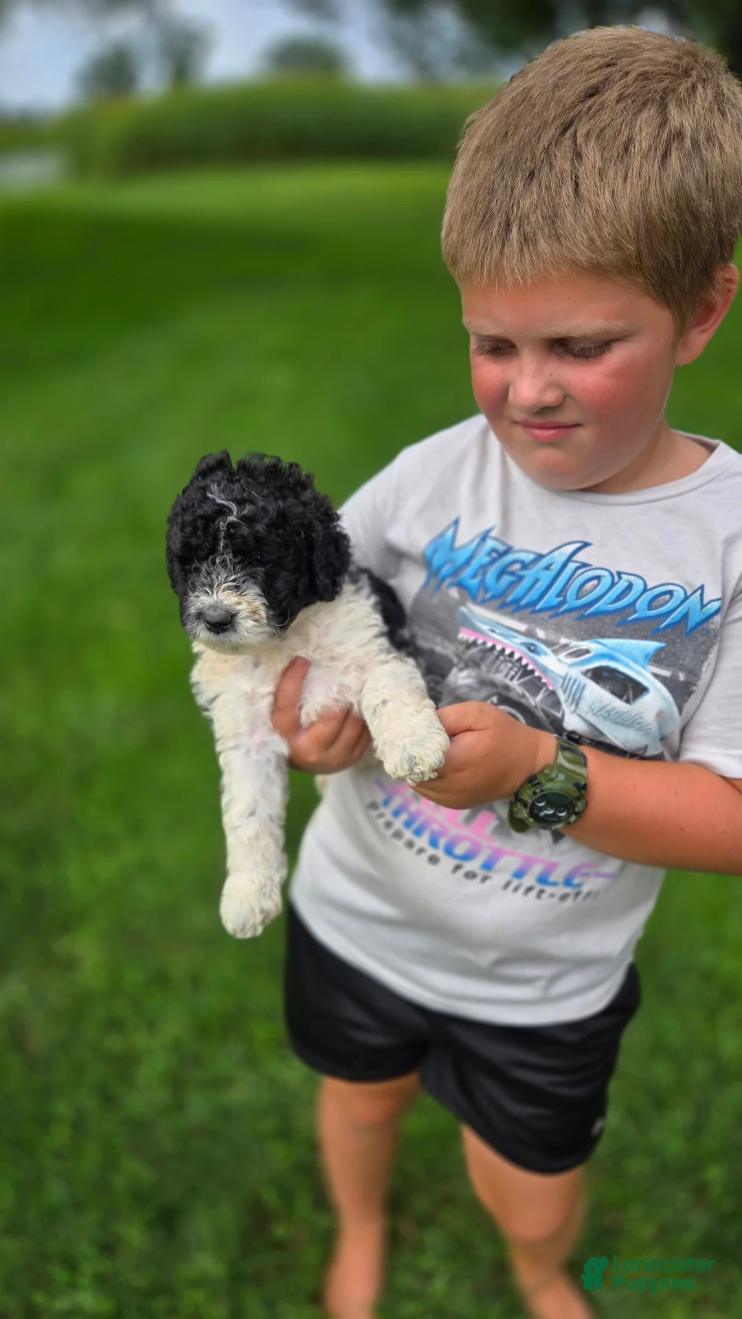 Portuguese Water Dog dogs for sale: Sampson - Ad 2