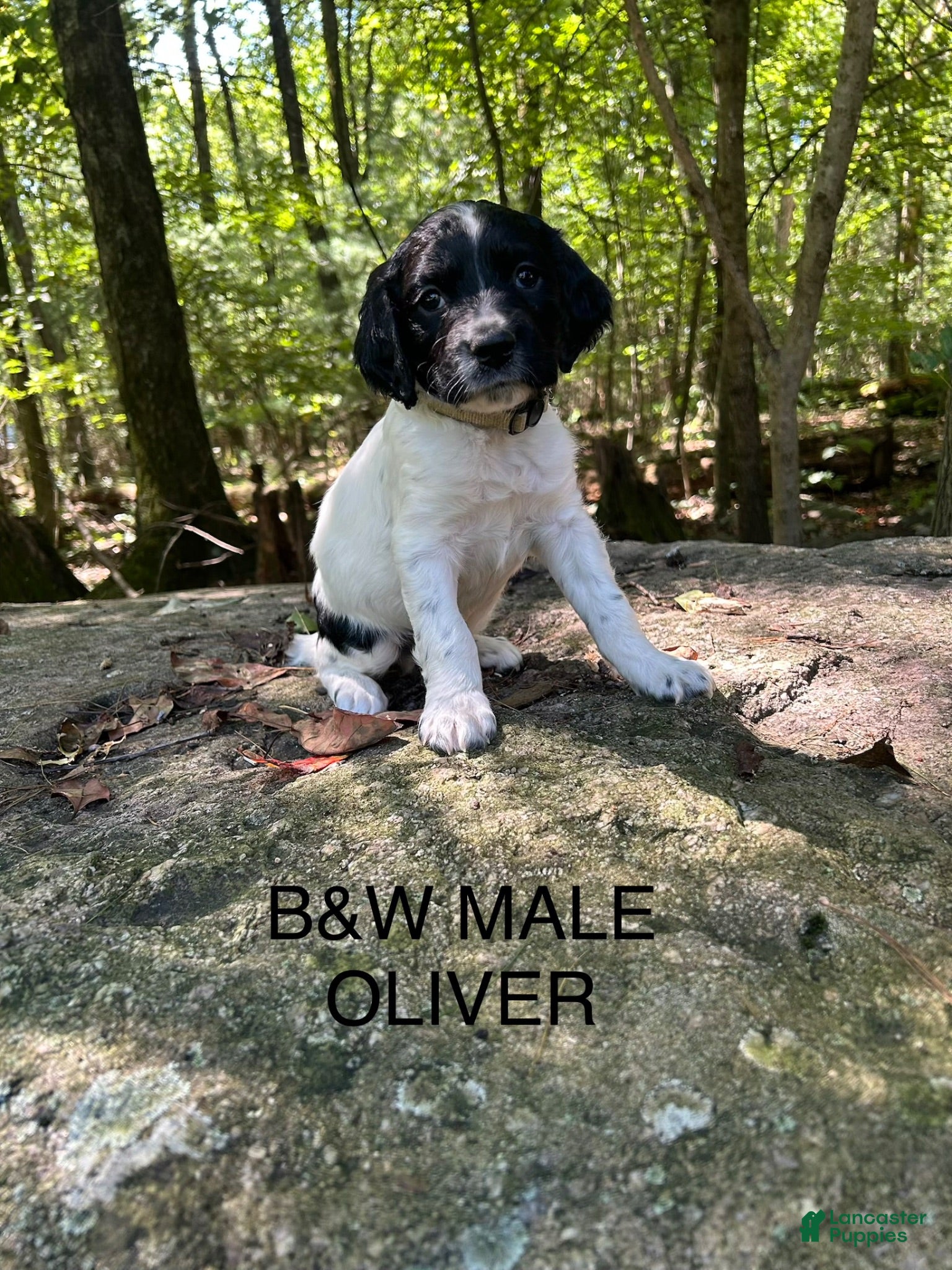 English Springer Spaniel dogs English Springer Spaniel 5 - Ad 1