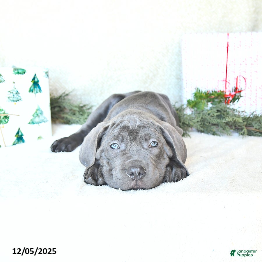 Cane Corso dogs Roscoe - Ad 2