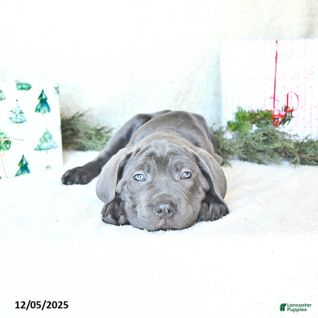Cane Corso dogs for sale: Roscoe - Ad 1