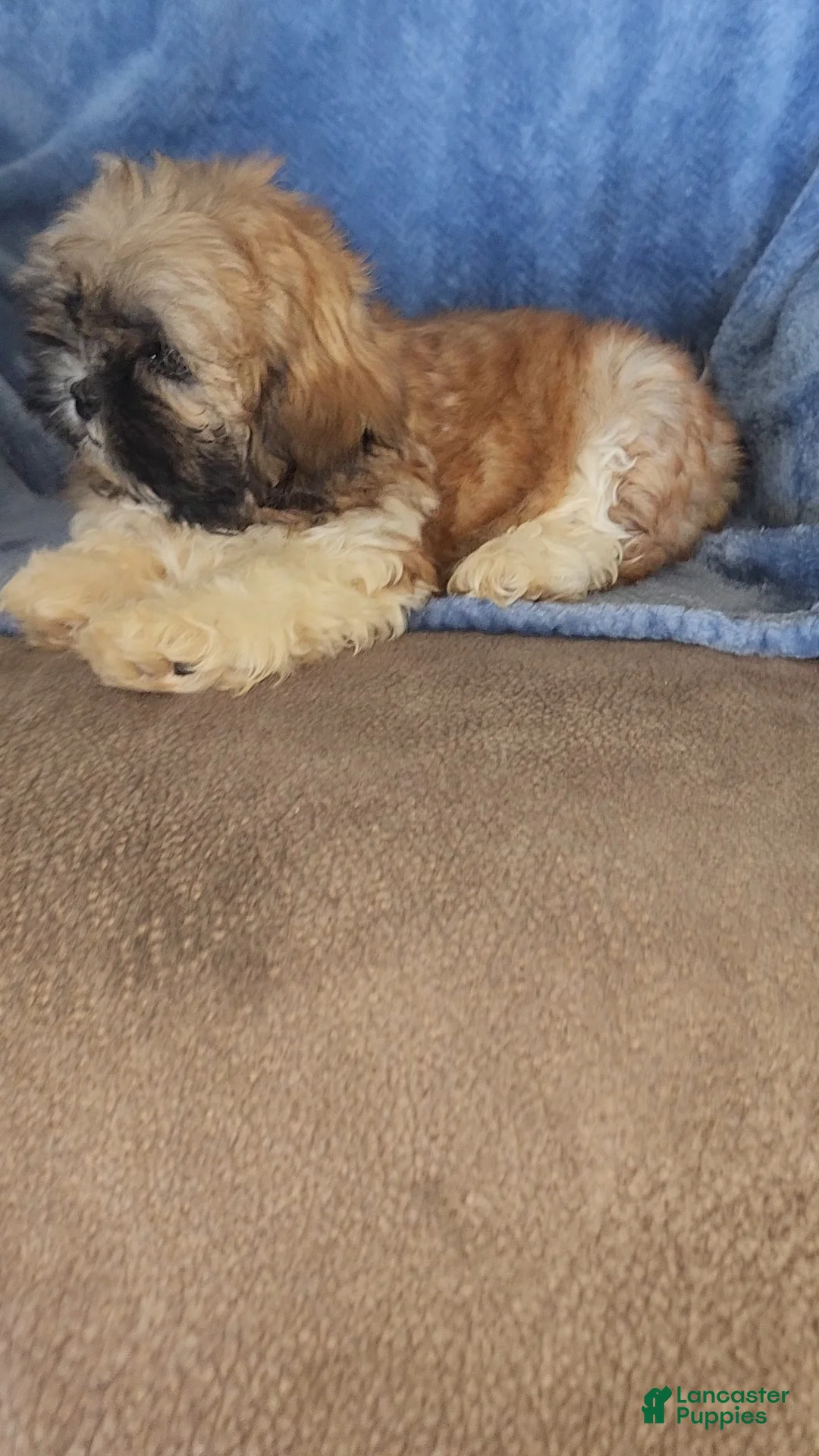 Shih Tzu dogs for sale: Molly - Ad 2