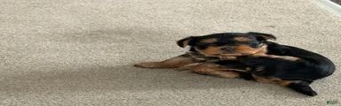 Yorkshire Terrier 2
