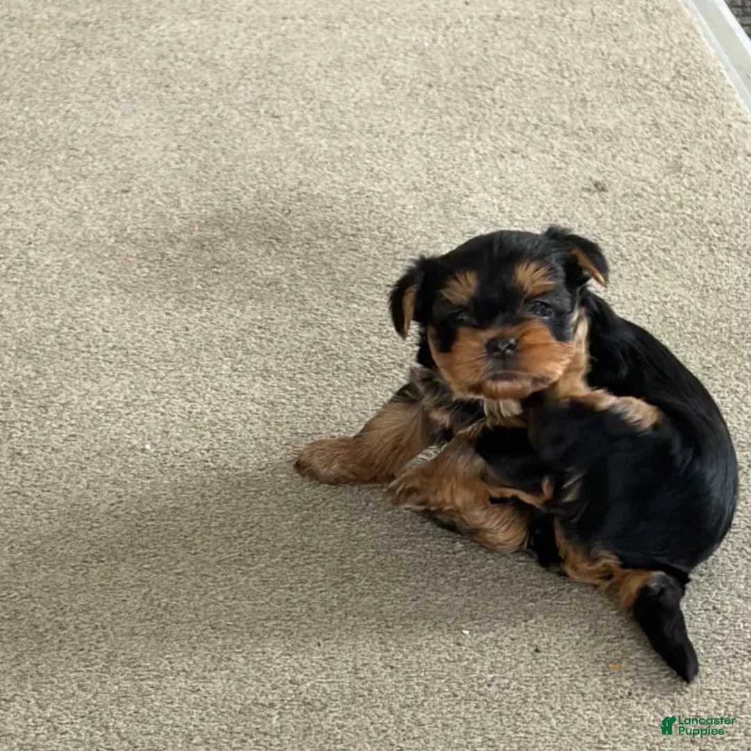 Yorkshire Terrier dogs for sale: Yorkshire Terrier 2 - Ad 1