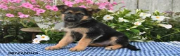German Shepherd dogs for sale: Chloe - Ad 4