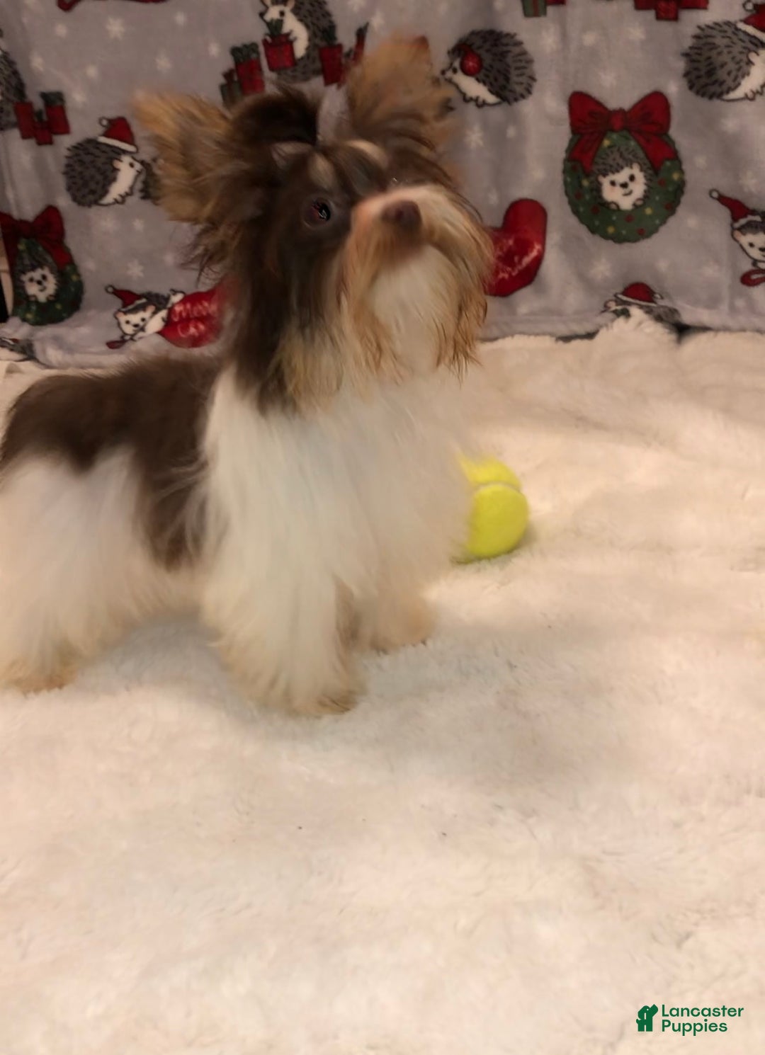 Yorkshire Terrier dogs for sale: Yorkshire Terrier Puppy 1 - Ad 2