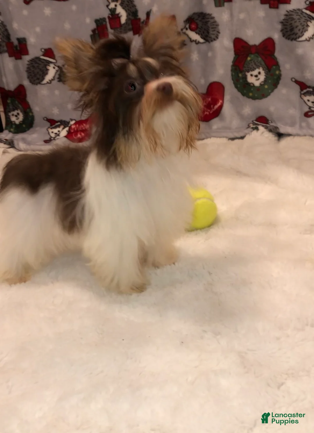 Yorkshire Terrier dogs for sale: Yorkshire Terrier Puppy 1 - Ad 2