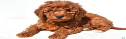 Mini Goldendoodle dogs for sale: Maple - Ad 9