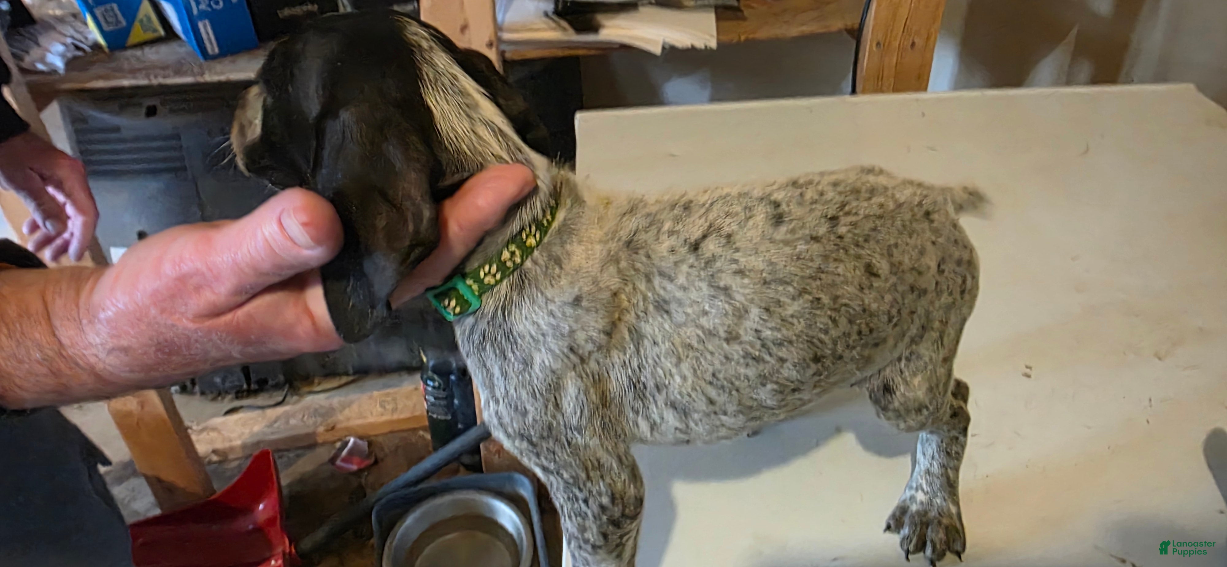 German Shorthaired Pointer dogs for sale: German Shorthaired Pointer Puppy 4 - Ad 3