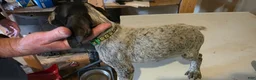 German Shorthaired Pointer dogs for sale: German Shorthaired Pointer Puppy 4 - Ad 1