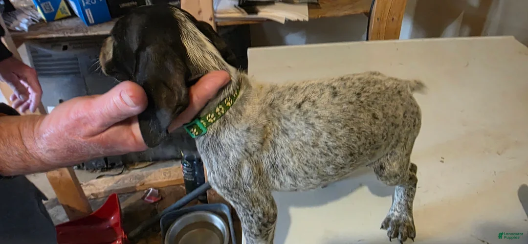 German Shorthaired Pointer dogs for sale: German Shorthaired Pointer Puppy 4 - Ad 1