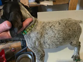 German Shorthaired Pointer dogs for sale: German Shorthaired Pointer Puppy 4 - Ad 3