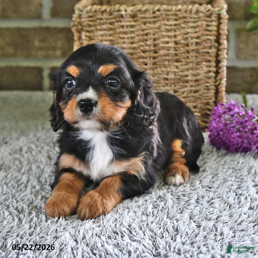 Cavachon dogs Betsy - Ad 1