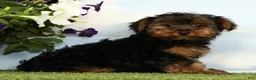 Yorkshire Terrier dogs for sale: Kyrie - Ad 3