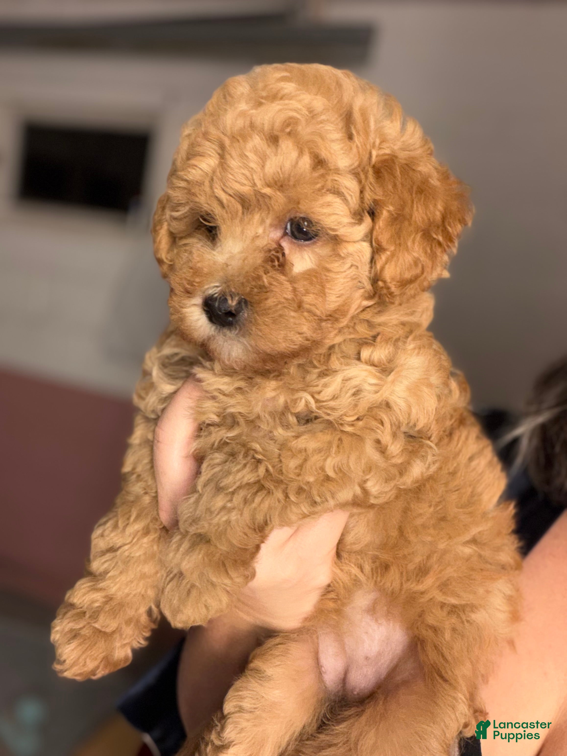 Yorkiepoo dogs Yorkiepoo 5 - Ad 1