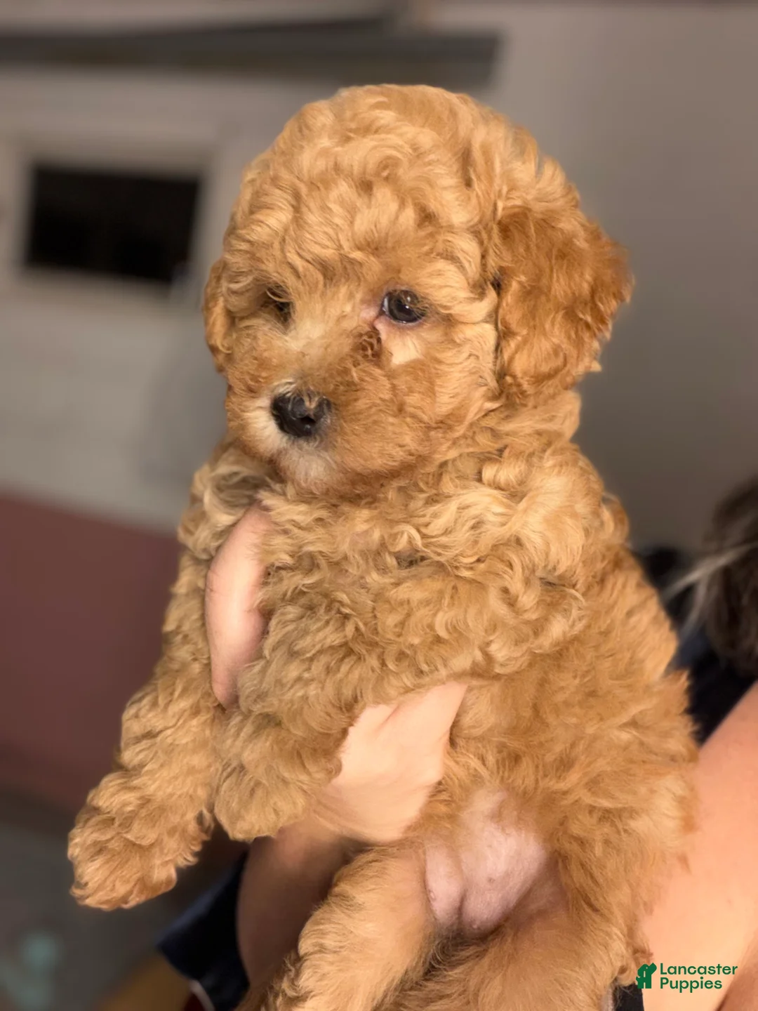 Yorkiepoo dogs for sale: Yorkiepoo 5 - Ad 1