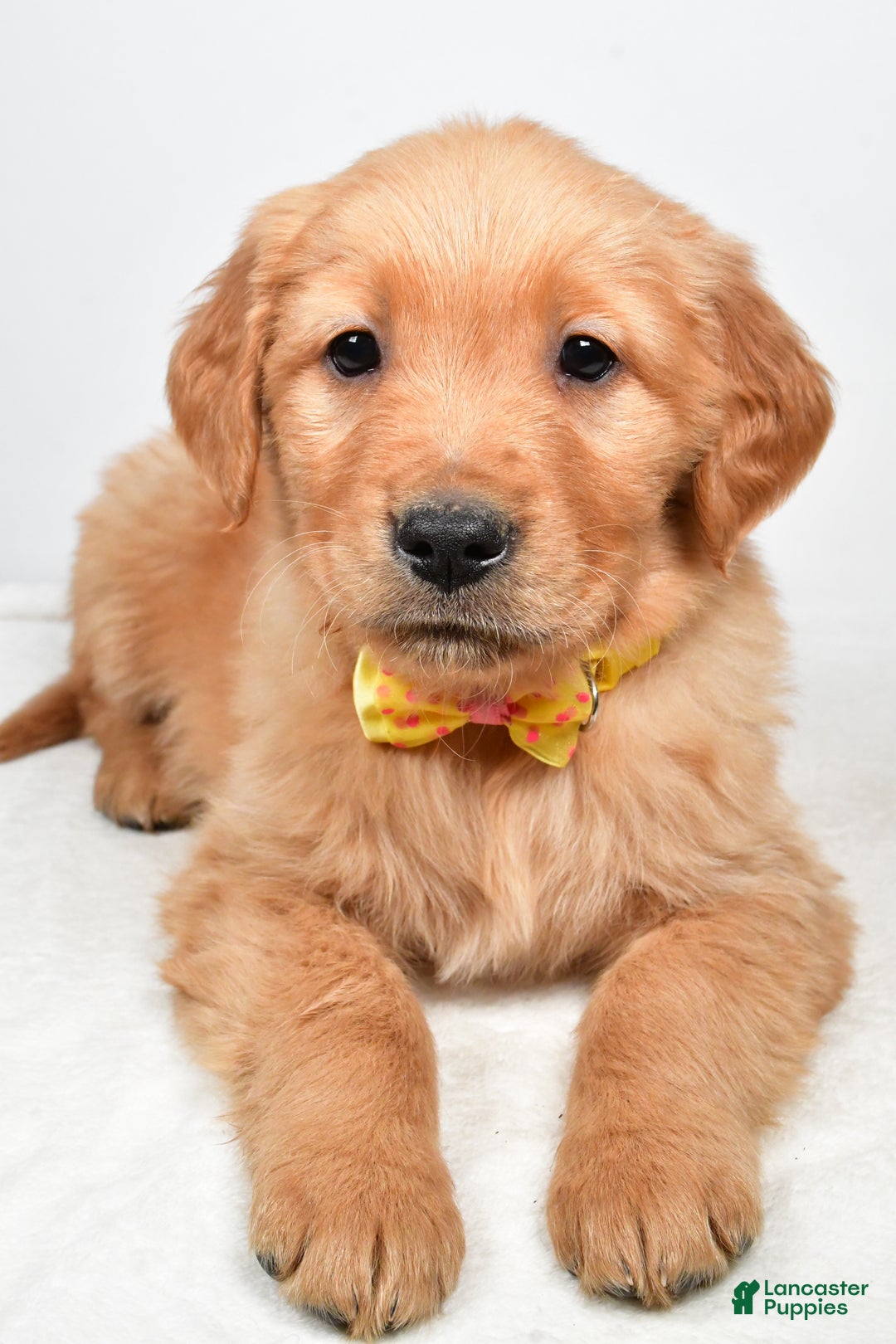 Golden Retriever dogs for sale: Kobe - Ad 4