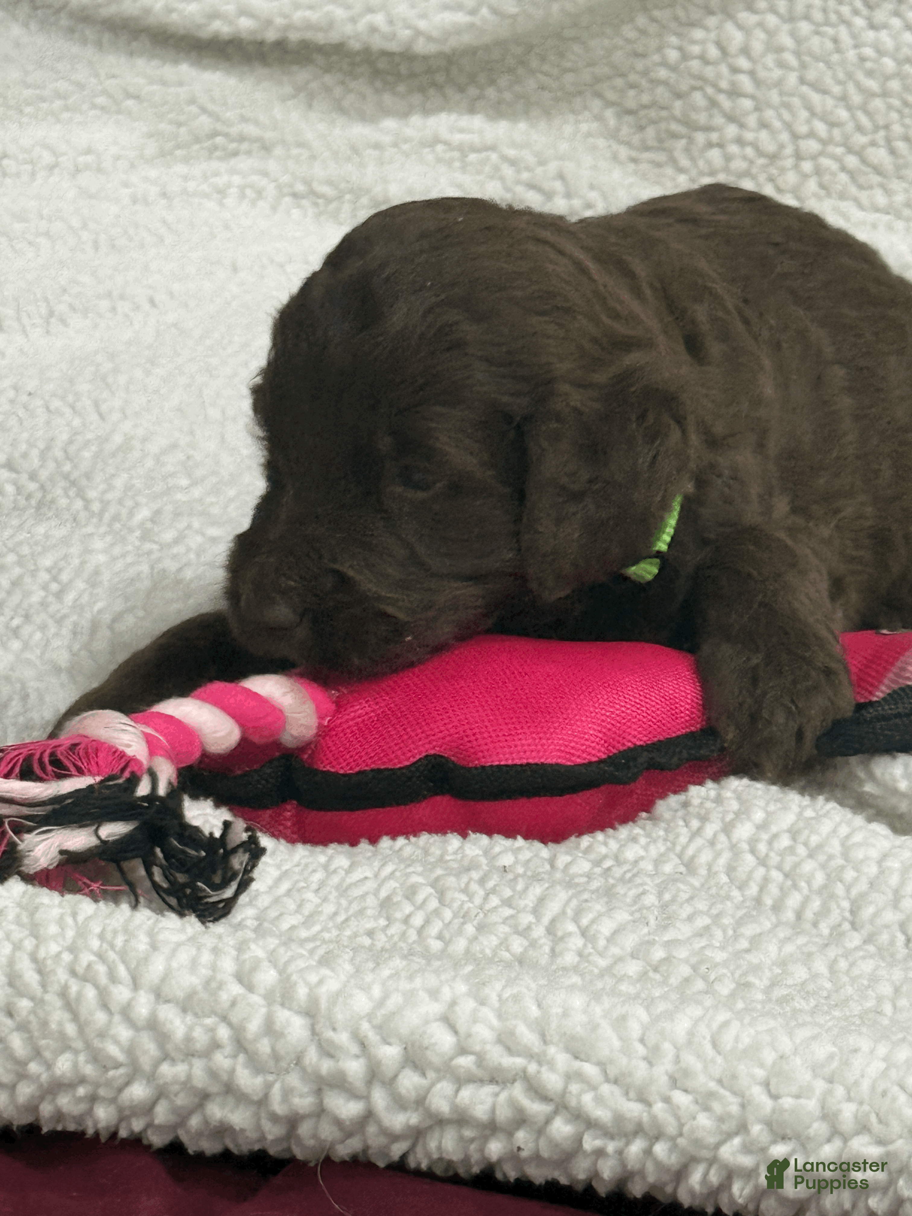 Goldendoodle dogs Green - Ad 2