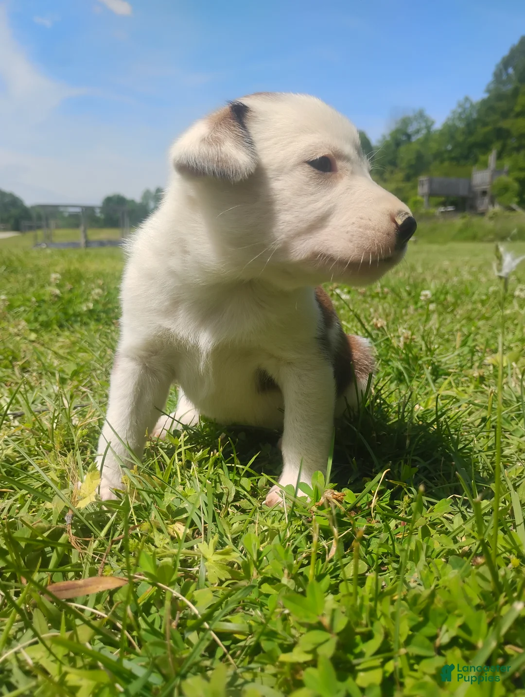 Mixed Breed dogs for sale: Mixed Breed Puppy 3 - Ad 2