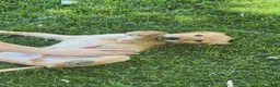 Golden Retriever dogs for sale: Golden Retriever Puppy 1 - Ad 2