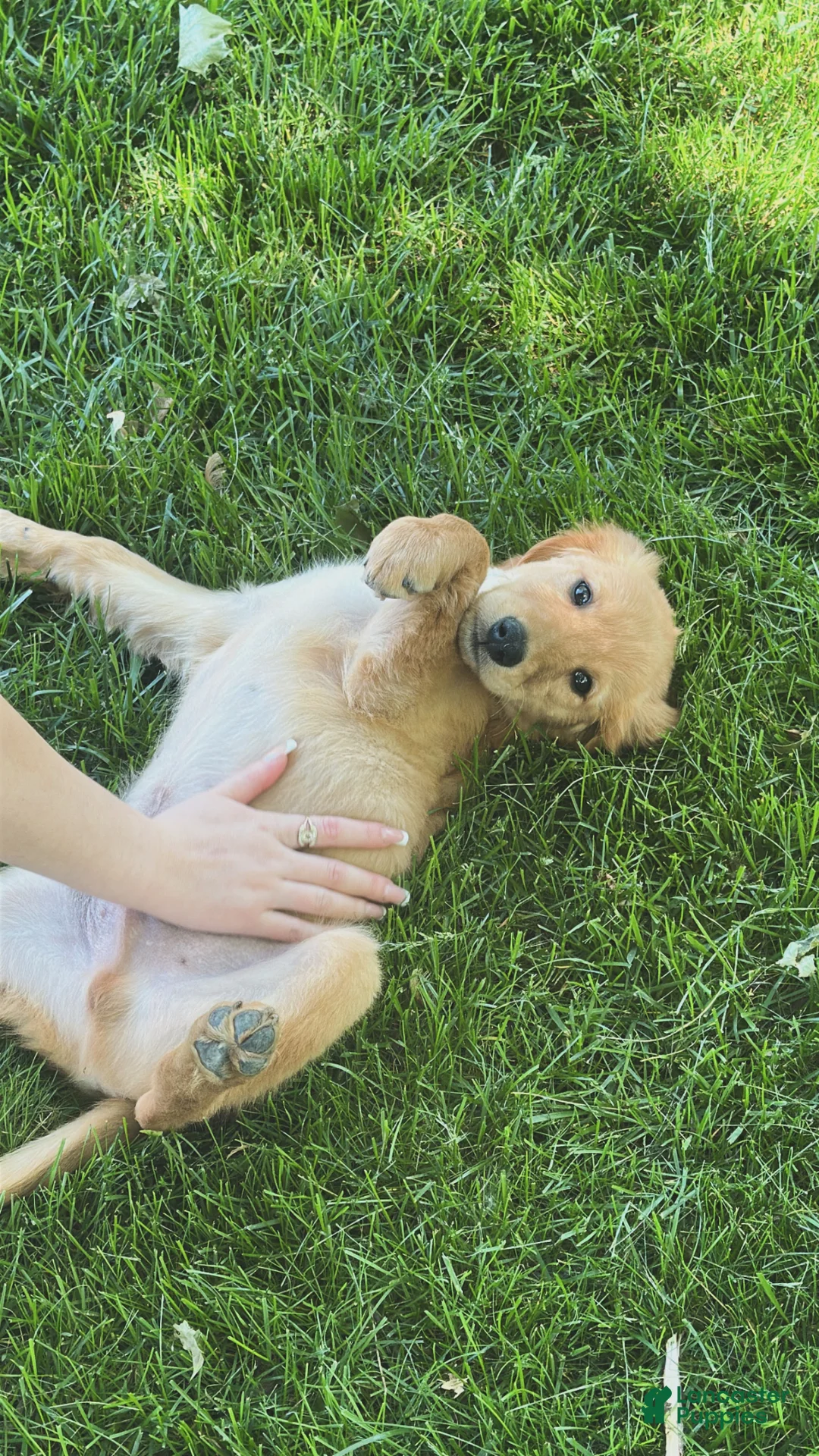 Golden Retriever dogs for sale: Golden Retriever Puppy 1 - Ad 2
