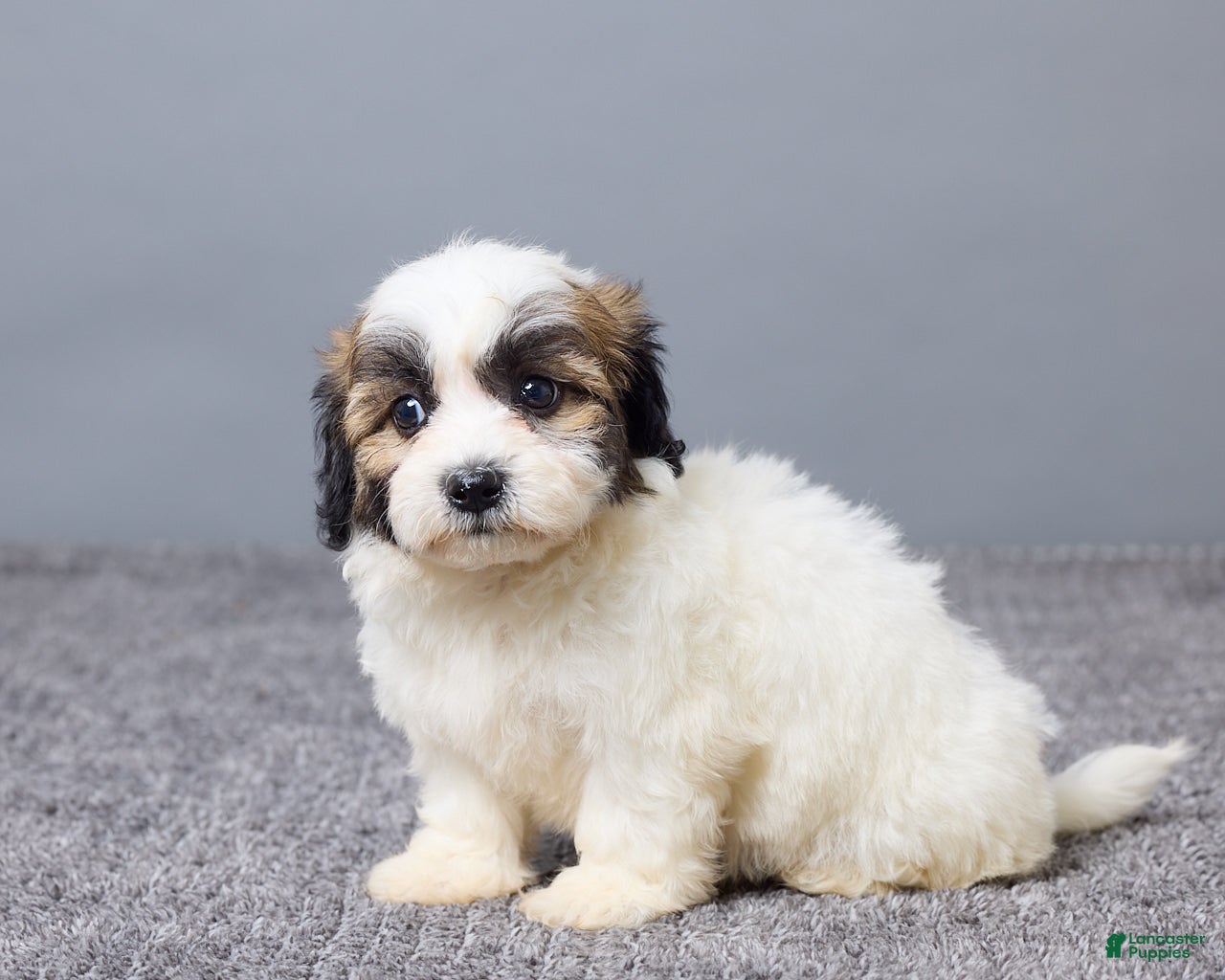 Teddy Bear dogs Laina - Ad 2
