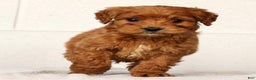 Mini Goldendoodle dogs for sale: Lonnie - Ad 1