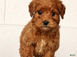 Mini Goldendoodle dogs for sale: Lonnie - Ad 3