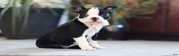 Boston Terrier dogs for sale: Marla - Ad 5