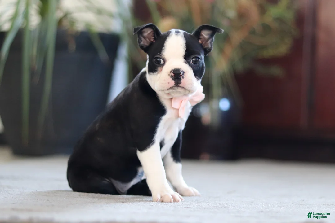 Boston Terrier dogs for sale: Marla - Ad 5