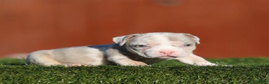 American Bully Puppy 5