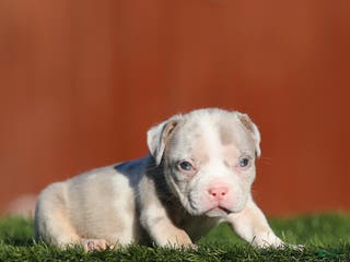 American Bully dogs American Bully Puppy 5 - Ad 21