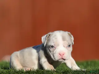 American Bully dogs American Bully Puppy 5 - Ad 17