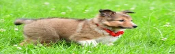 Shetland Sheepdog dogs for sale: Karma - Ad 12