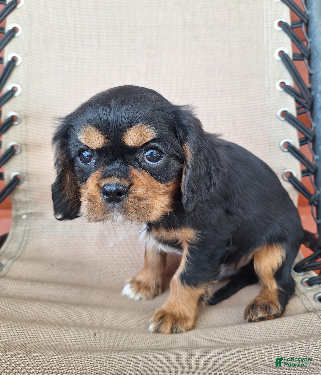 Cavalier King Charles Spaniel dogs for sale: Bear - Ad 4