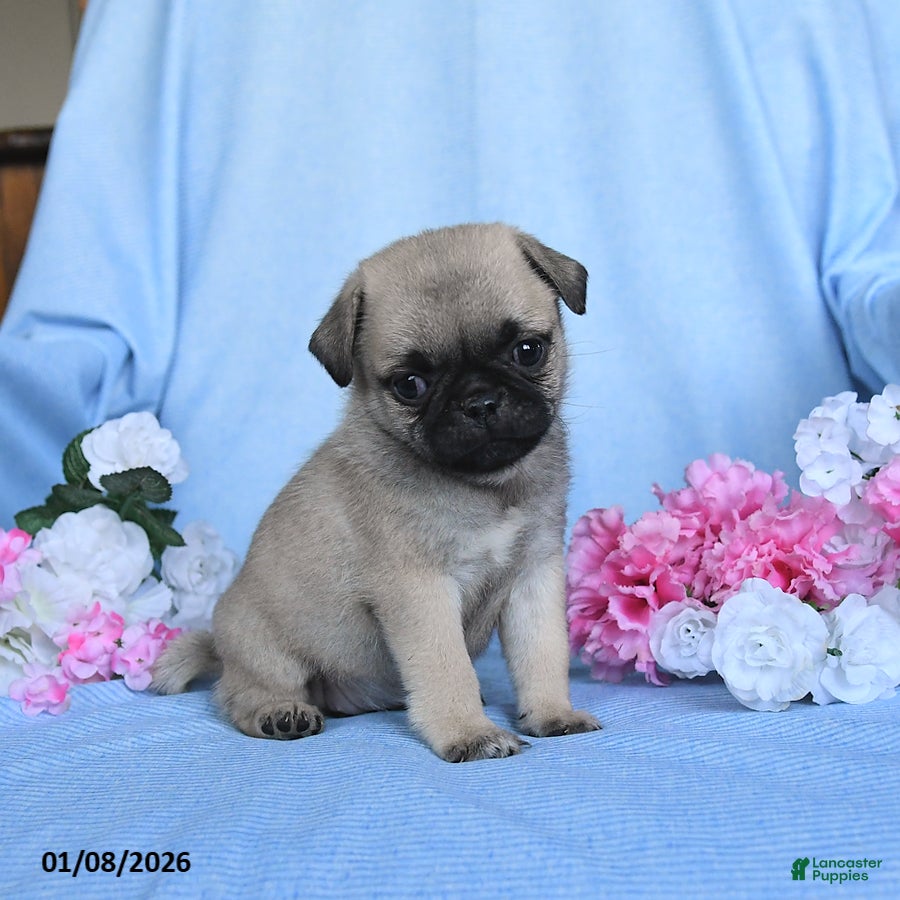 Pug dogs Tammy - Ad 2