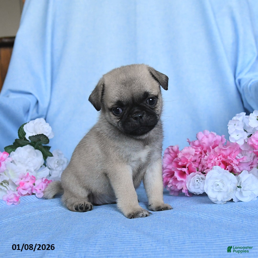 Pug dogs for sale: Tammy - Ad 2