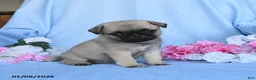 Pug dogs for sale: Tammy - Ad 2