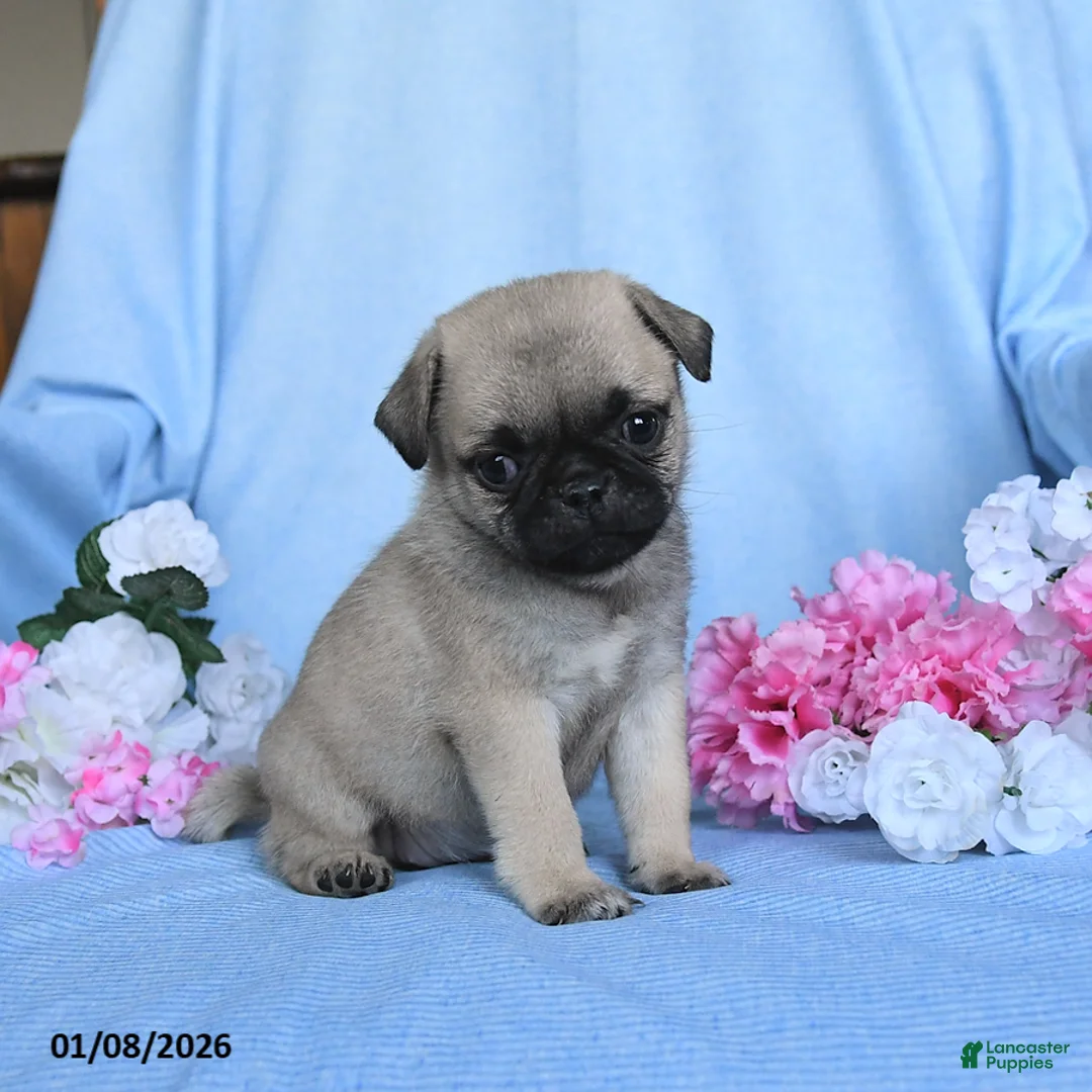 Pug dogs for sale: Tammy - Ad 2