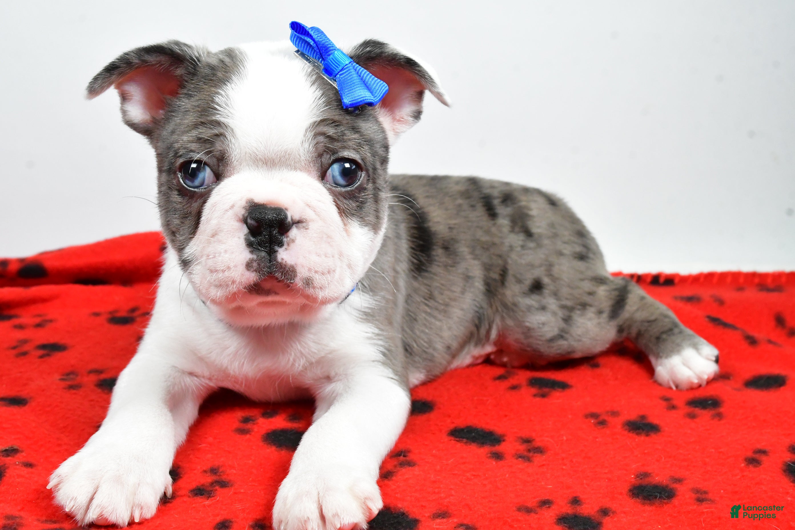 Mixed Breed dogs Scout - Ad 41