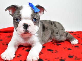 Mixed Breed dogs Scout - Ad 41