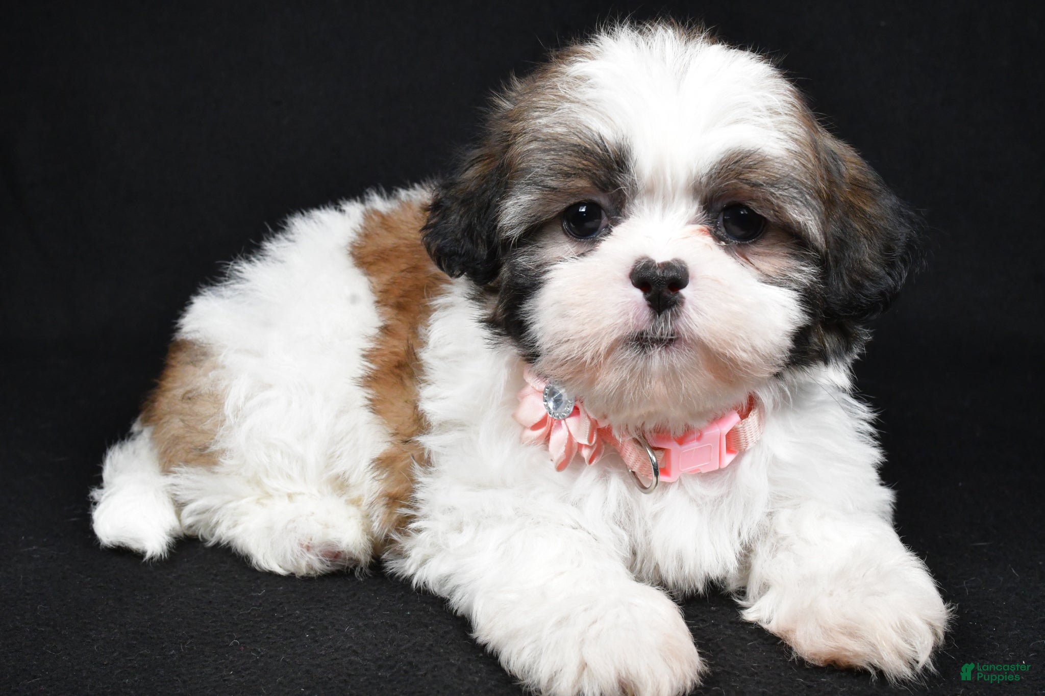 Shih Tzu dogs Sheila - Ad 2