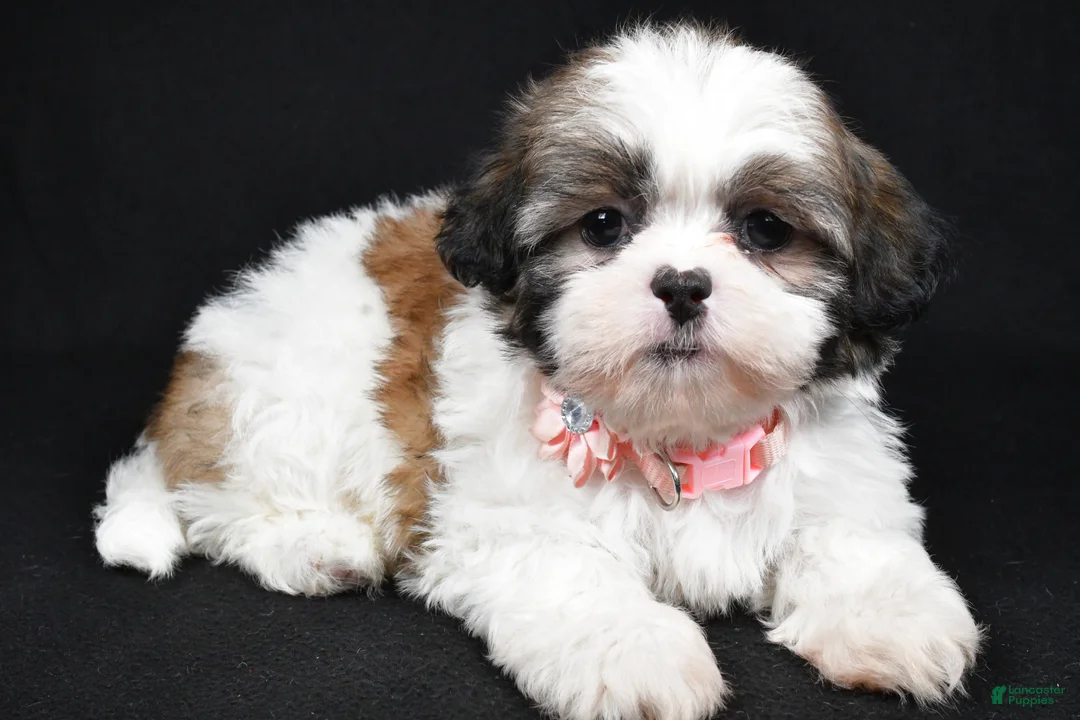 Shih Tzu dogs for sale: Sheila - Ad 2