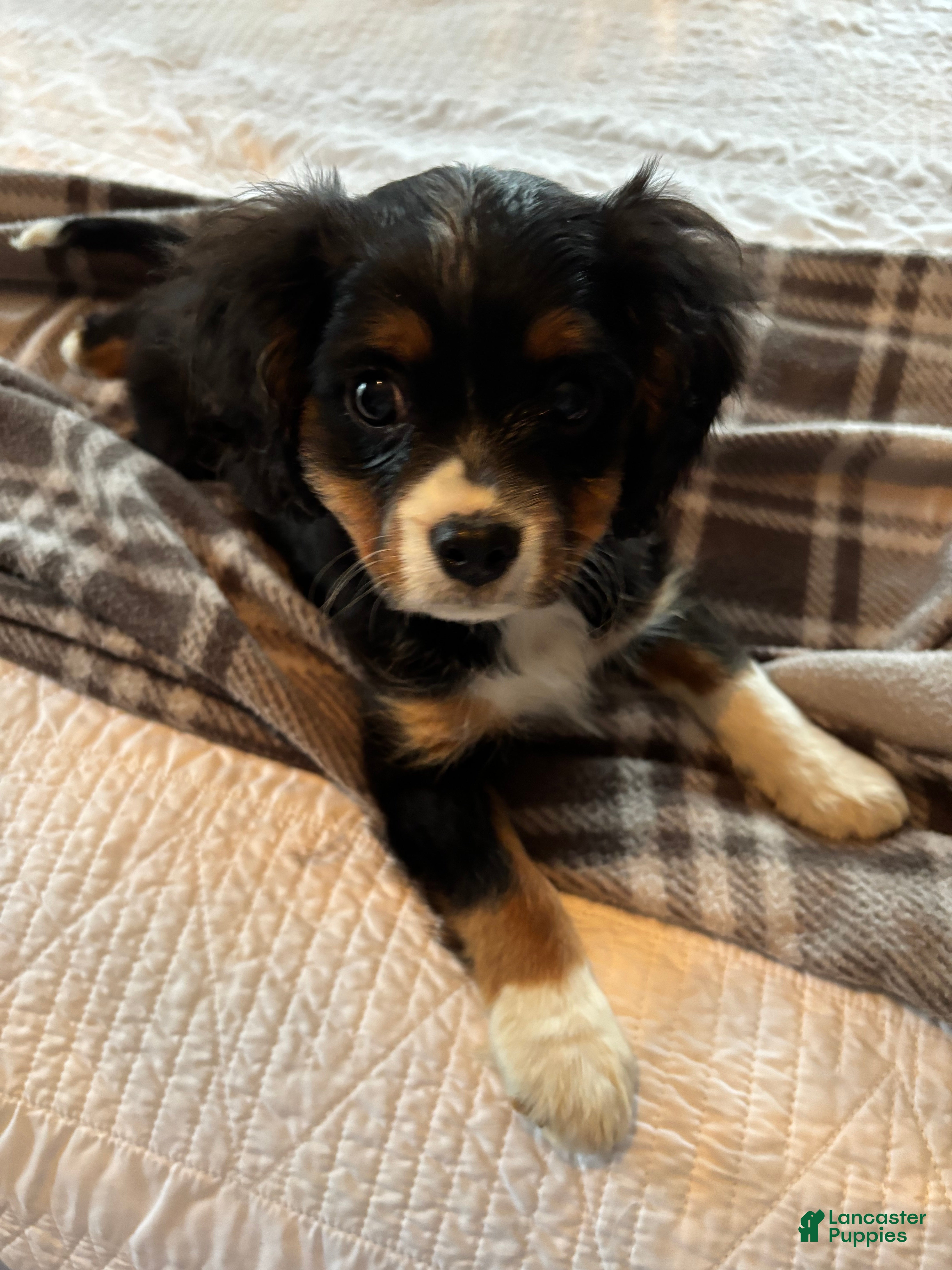 Miniature Bernese Mountain Dog dogs Muskrat - Ad 2